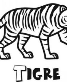 Tigre