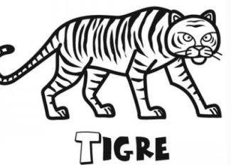 Tigre