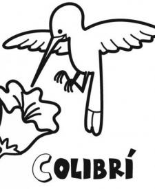 Colibrí para colorear con los niños. Dibujos de pájaros.