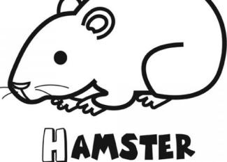 Dibujo gratis de un hámster para colorear. Dibujos de mascotas
