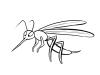 Dibujo de un mosquito, imágenes de insectos para colorear