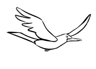 Gaviota planeando