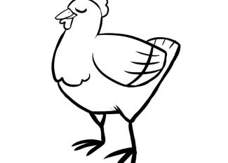 Gallina