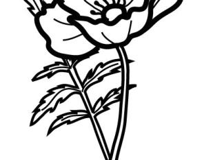 Dibujo para imprimir y colorear de una amapola. Dibujo de flores