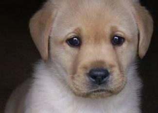 Labrador Retriever: más que el perro de Scottex