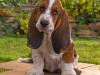 Basset Hound: el perro detective