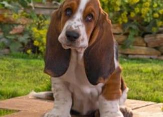 Basset Hound: el perro detective