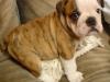 Bulldog Inglés: de perro de pelea a mascota dócil