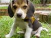 Beagle: cazador por naturaleza