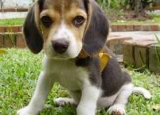 Beagle: cazador por naturaleza