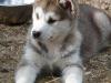 Husky Siberiano: Sube, que te llevo