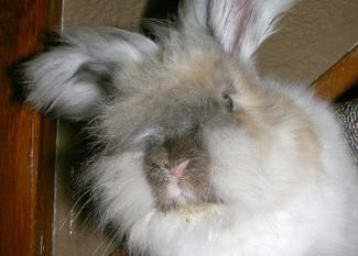 Angora: tesoro turco