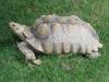 Tortuga Sulcata: peso pesado