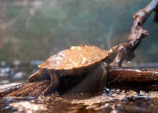 Falsa Tortuga Mapa: competencia en el Mississipi