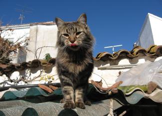 Bosque de noruega: el gato alpinista