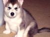 Alaskan Malamute: absténganse principiantes