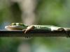 Anolis verde: aprendiz de camaleón