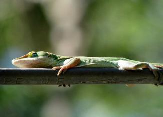 Anolis verde: aprendiz de camaleón