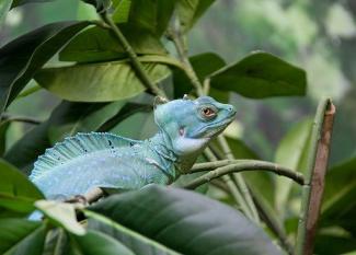 Basilisco Verde: el lagarto Jesucristo