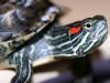 Tortuga de Florida: ¡qué bien me come!