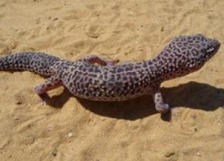Gecko Leopardo: el elegido