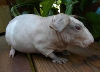 Baldwins: hipopótamos de un kilo