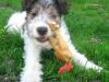 Fox Terrier: el perrito de Tintín