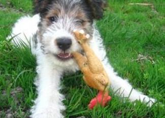 Fox Terrier: el perrito de Tintín
