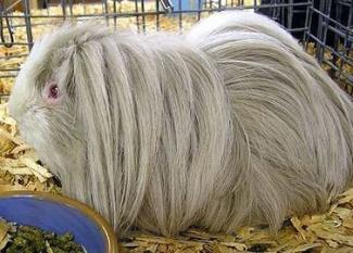 Sheltie: el antiguo Angora