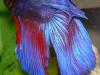 Betta Splendens: guerrero asiático