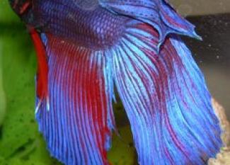 Betta Splendens: guerrero asiático