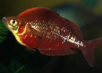 Arco iris rojo: nacido para impresionar