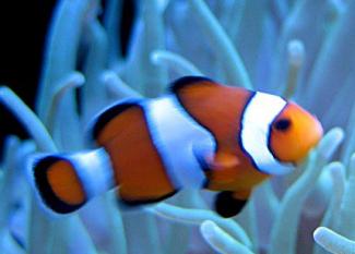 Payaso: encontrando a Nemo