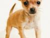 Chihuahua: pequeñito, pero matón