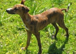 Galgo Español: corre que se las pela