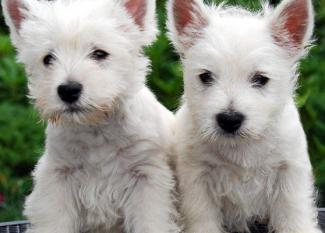 Westie Terrier: el peluche escocés