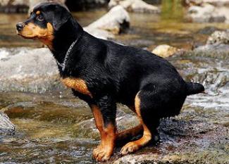 Rottweiler: carácter alemán
