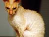 Cornish Rex: piel de cordero