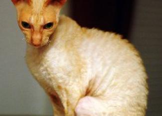 Cornish Rex: piel de cordero