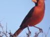 Cardenal: el fantasma de la ópera