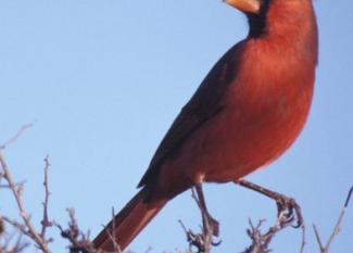 Cardenal: el fantasma de la ópera