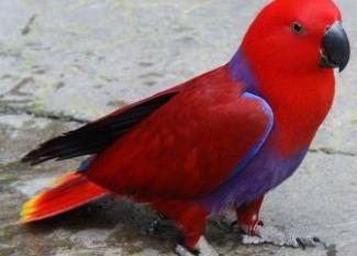 Eclectus: el loro del Barça