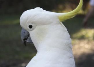 Cacatúa Galerita: la más coqueta