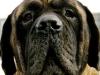 Bullmastiff: no es tan fiero el león como lo pintan