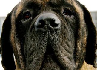 Bullmastiff: no es tan fiero el león como lo pintan