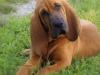 Bloodhound: sangre de sabueso