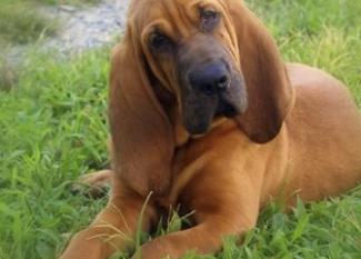 Bloodhound: sangre de sabueso