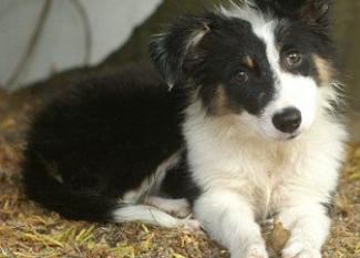 Border Collie: mitad inglés, mitad sueco