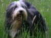 Bearded Collie: el primo barbudo de Lassie