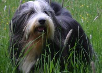 Bearded Collie: el primo barbudo de Lassie